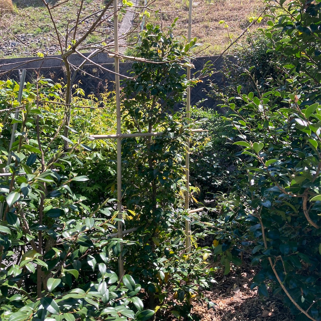 f:id:rotling:20220409132236j:image