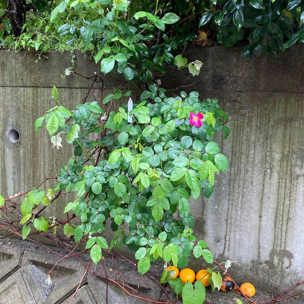 f:id:rotling:20220414111718j:image
