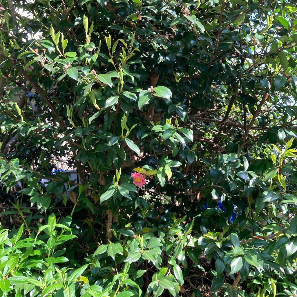f:id:rotling:20220422091343j:image
