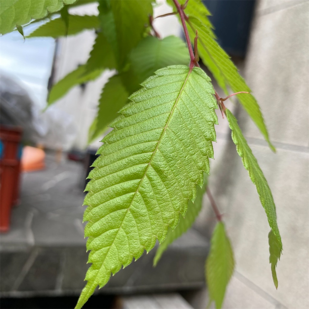 ケヤキの葉 ムクノキの葉 お庭番 歩く