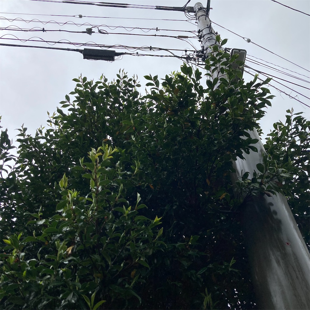 f:id:rotling:20220424111925j:image