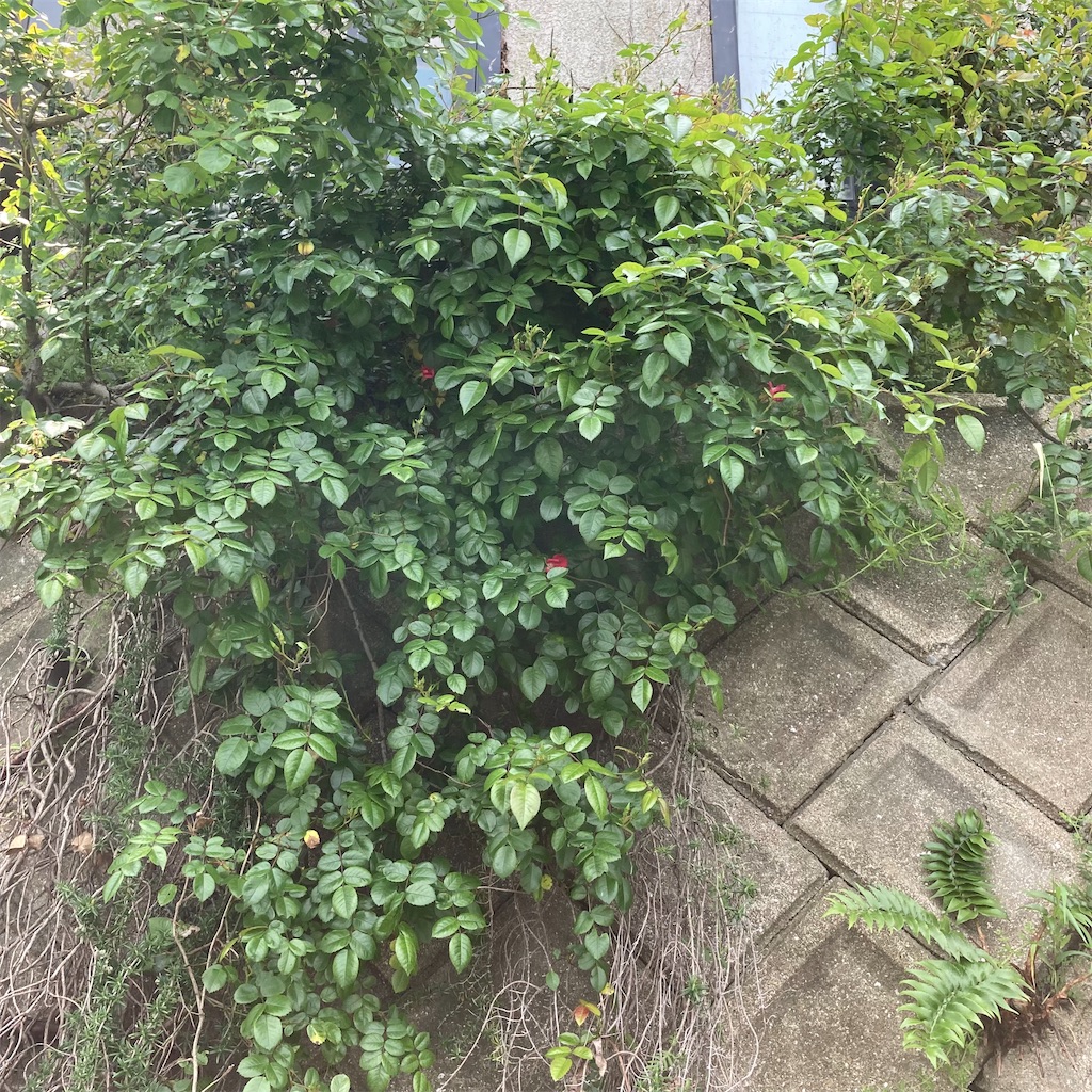 f:id:rotling:20220502123301j:image