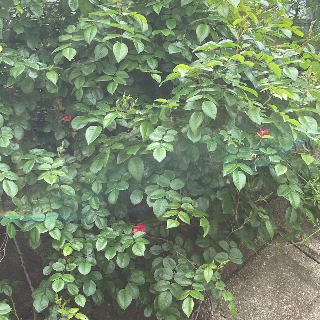 f:id:rotling:20220502123305j:image