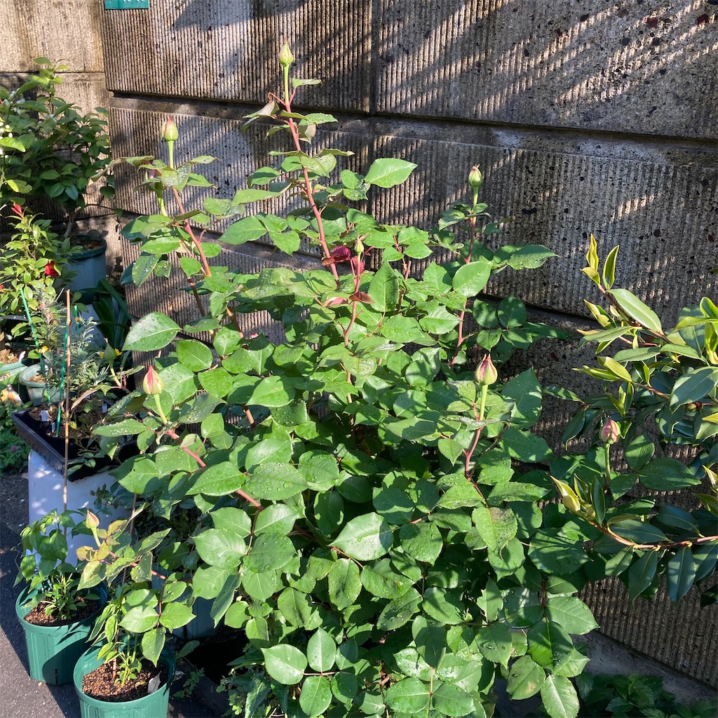 f:id:rotling:20220503193037j:image