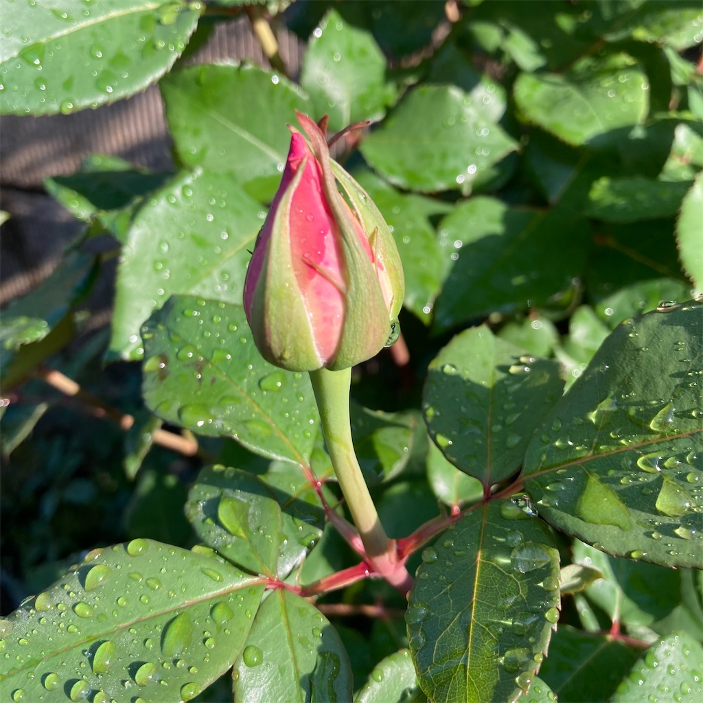 f:id:rotling:20220503193046j:image