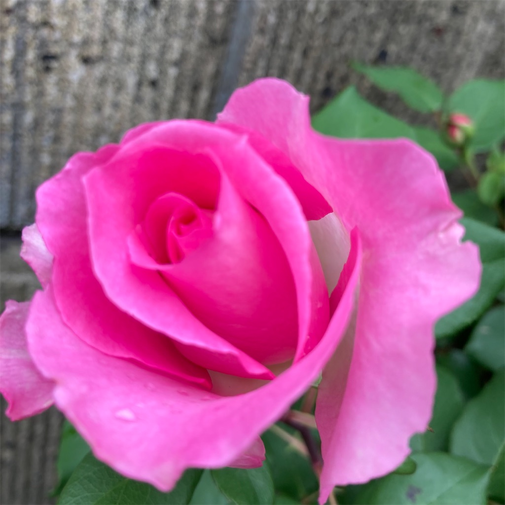 f:id:rotling:20220506181730j:image