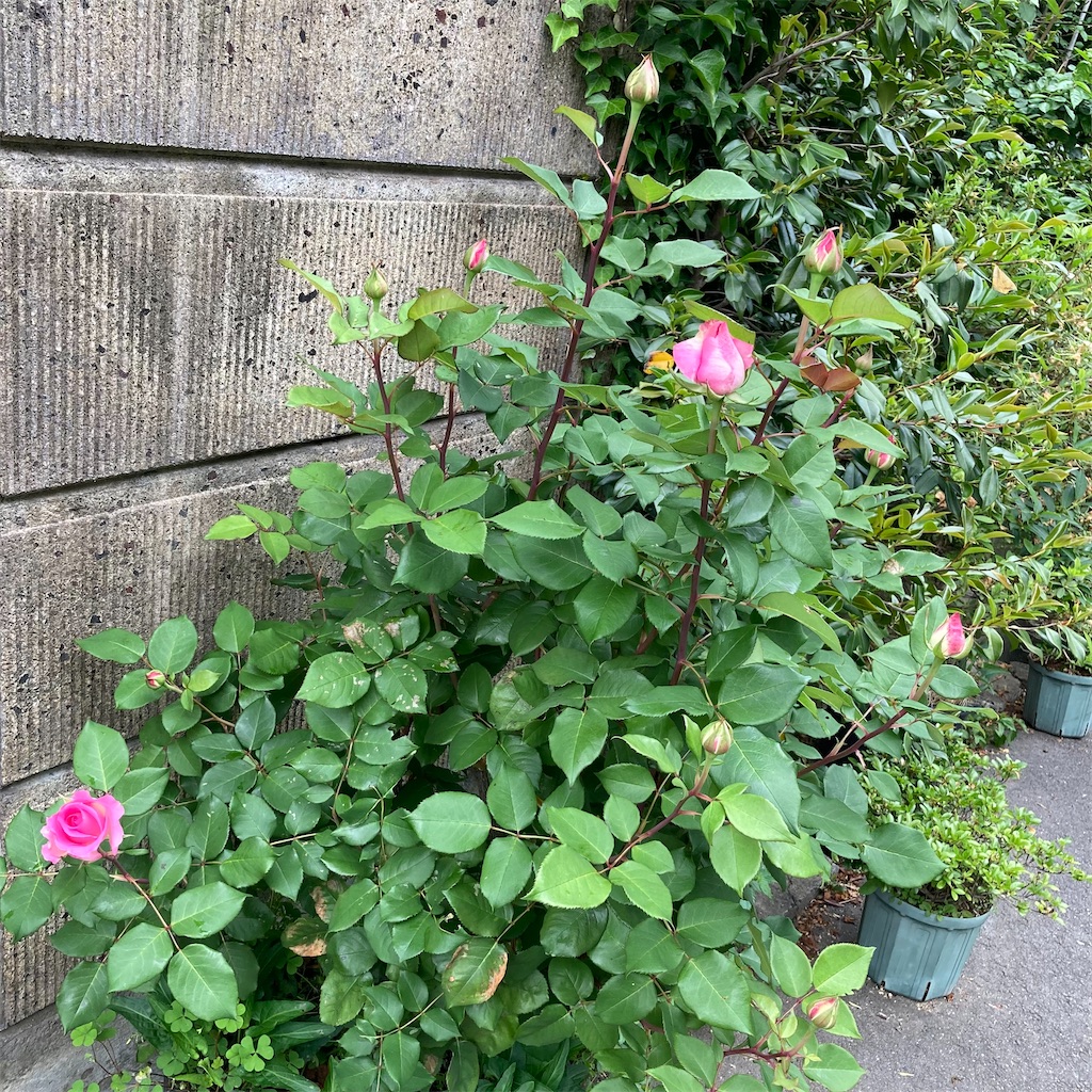 f:id:rotling:20220506181734j:image