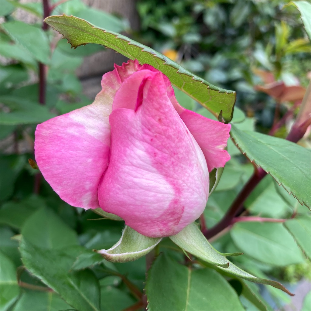 f:id:rotling:20220506181737j:image