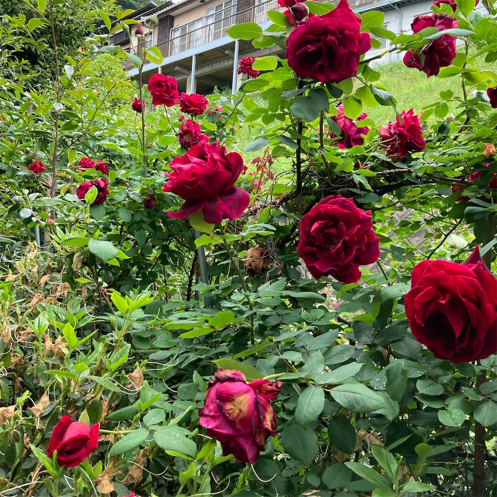 f:id:rotling:20220506210339j:image