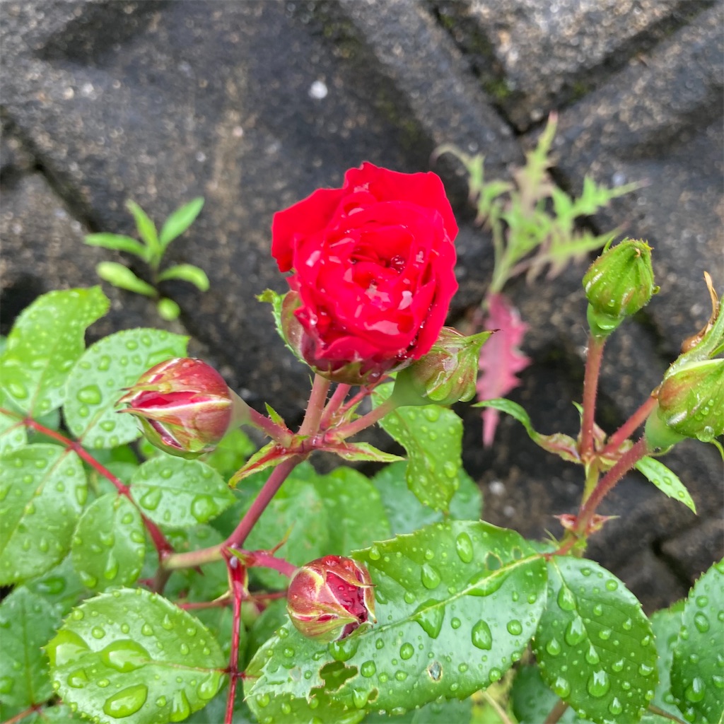 f:id:rotling:20220512150605j:image