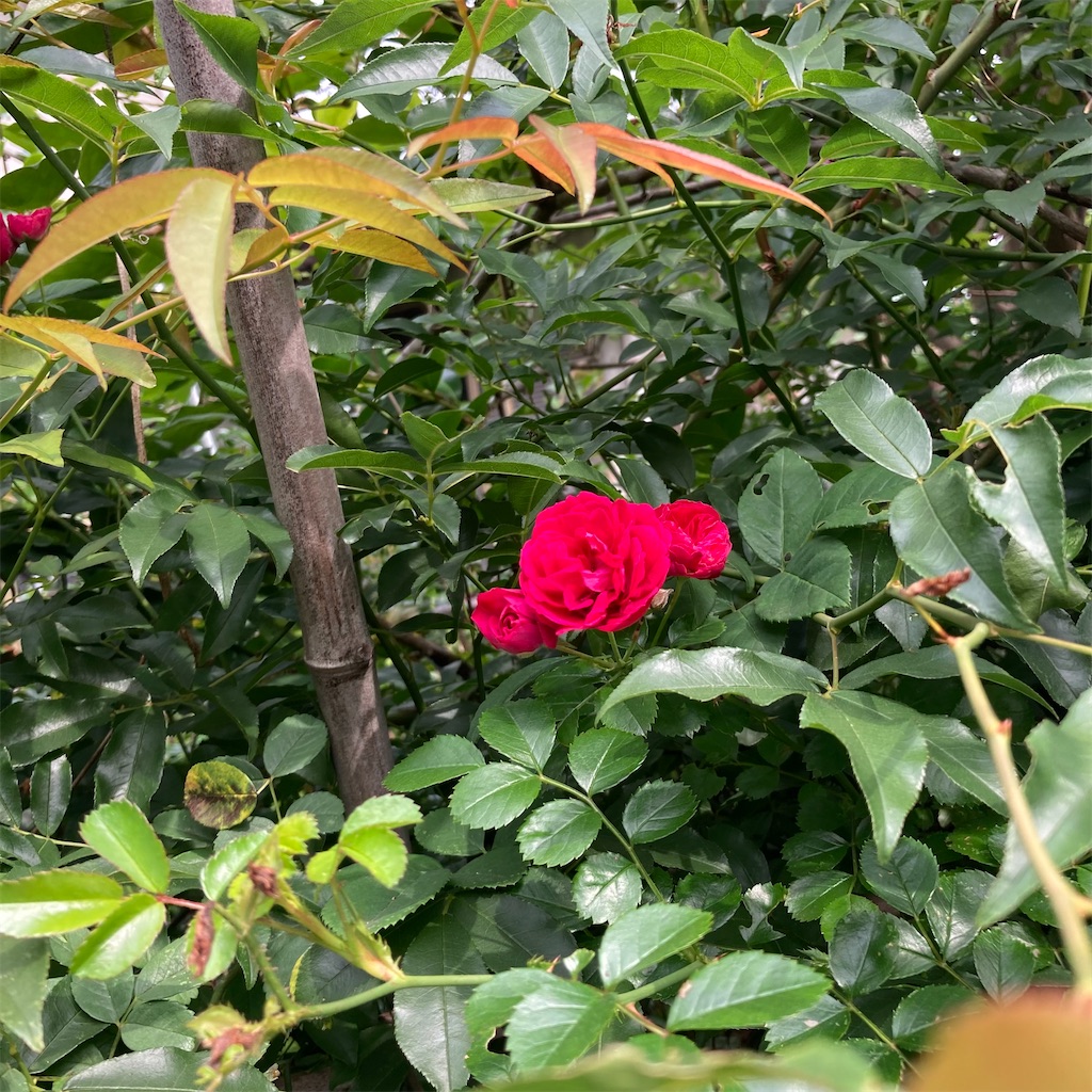 f:id:rotling:20220519093342j:image