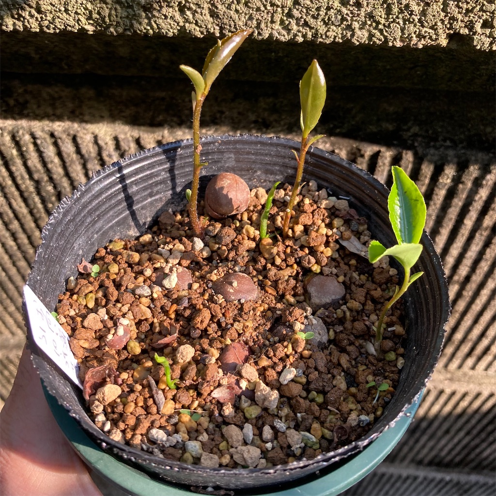 f:id:rotling:20220521165041j:image