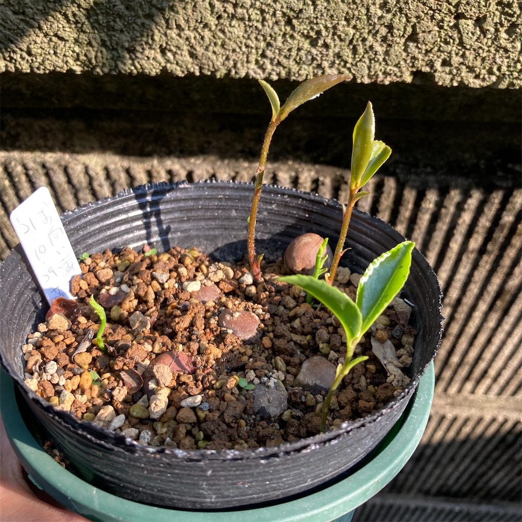 f:id:rotling:20220521165046j:image