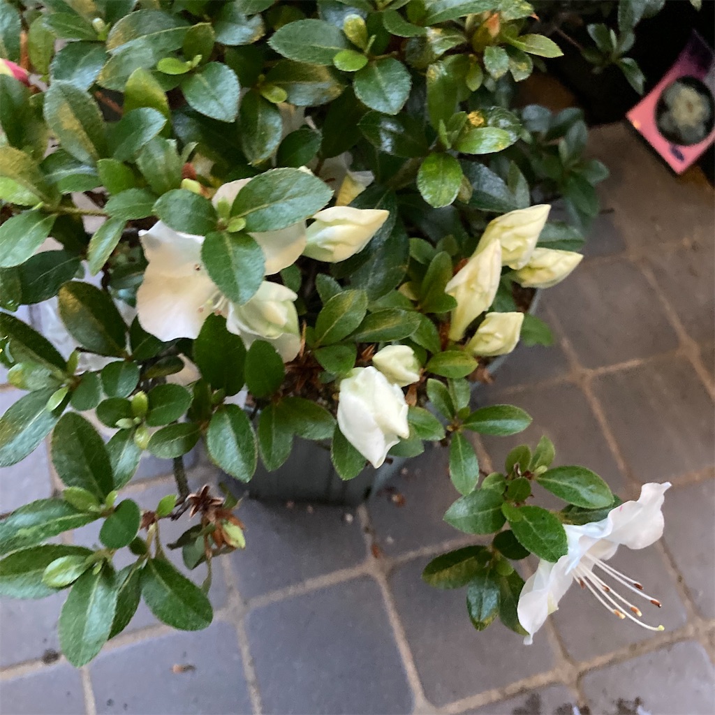 f:id:rotling:20220523191933j:image