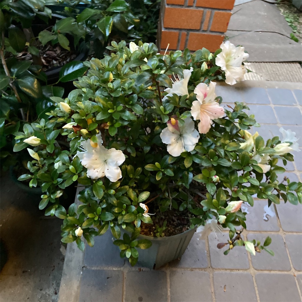 f:id:rotling:20220523191936j:image