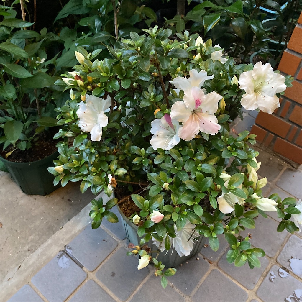 f:id:rotling:20220523191939j:image