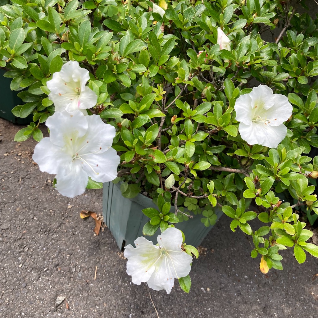 f:id:rotling:20220523191942j:image