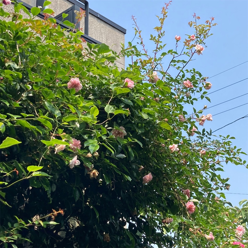 f:id:rotling:20220525103856j:image
