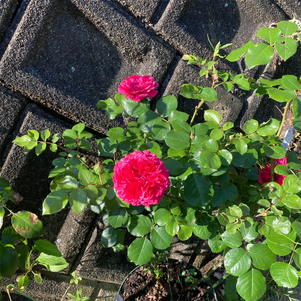 f:id:rotling:20220529105228j:image