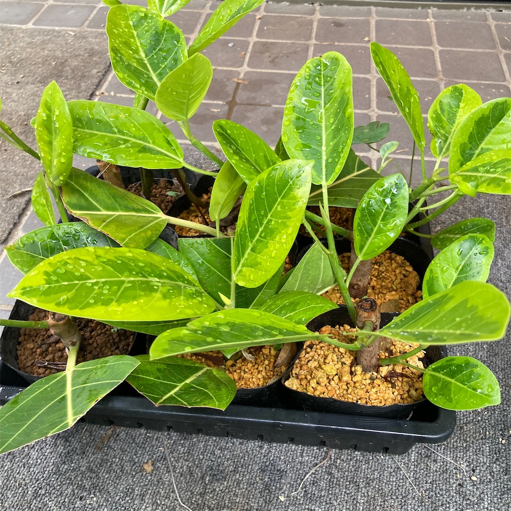 挿し木50日経過のアルテシーマ お庭番 歩く