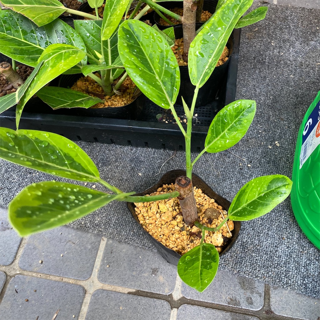 挿し木50日経過のアルテシーマ お庭番 歩く