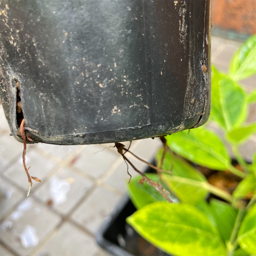 挿し木50日経過のアルテシーマ お庭番 歩く