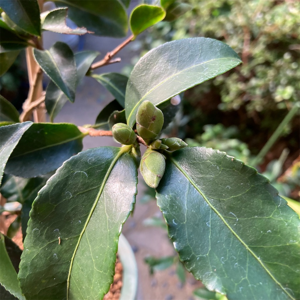 f:id:rotling:20220910083110j:image