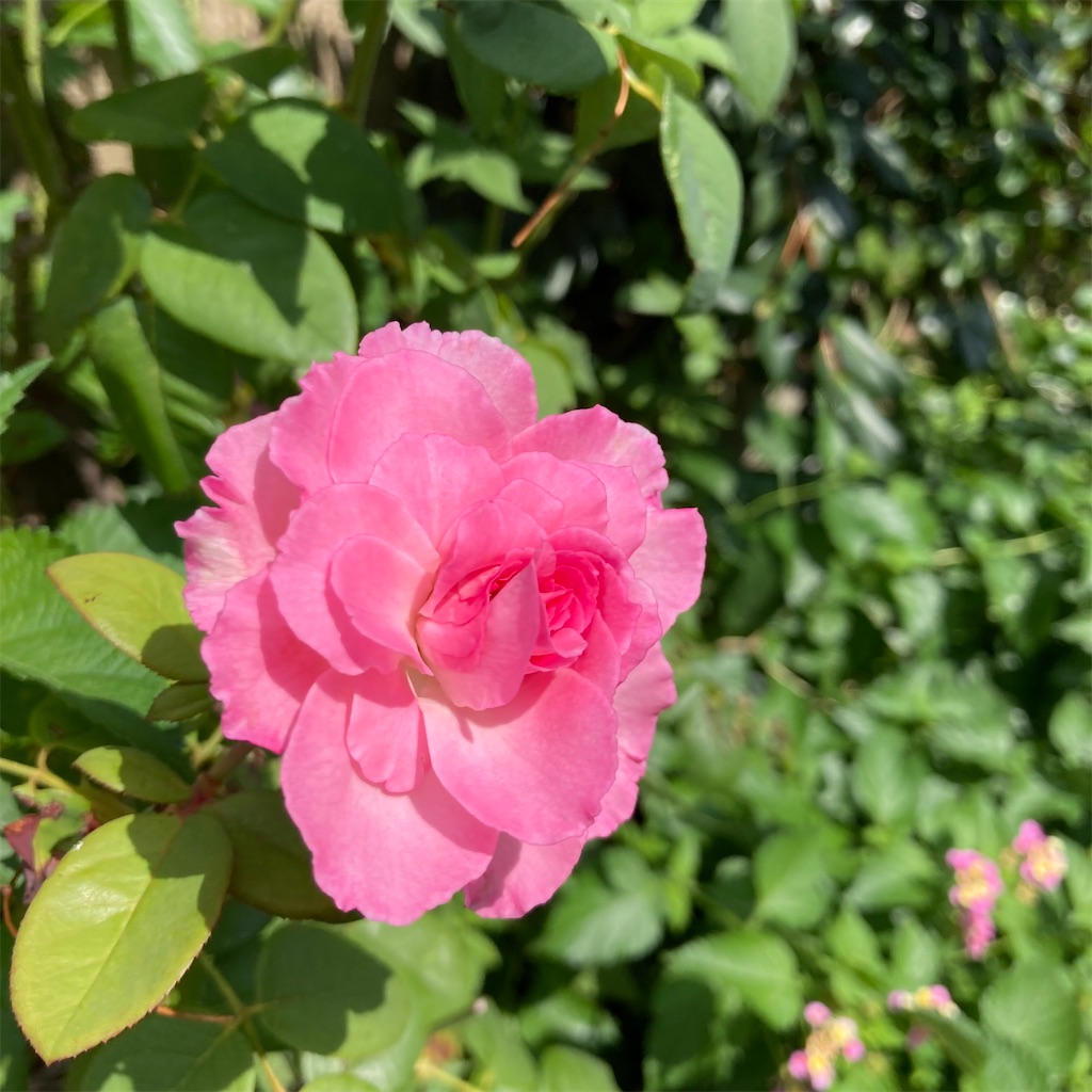 f:id:rotling:20220910220256j:image