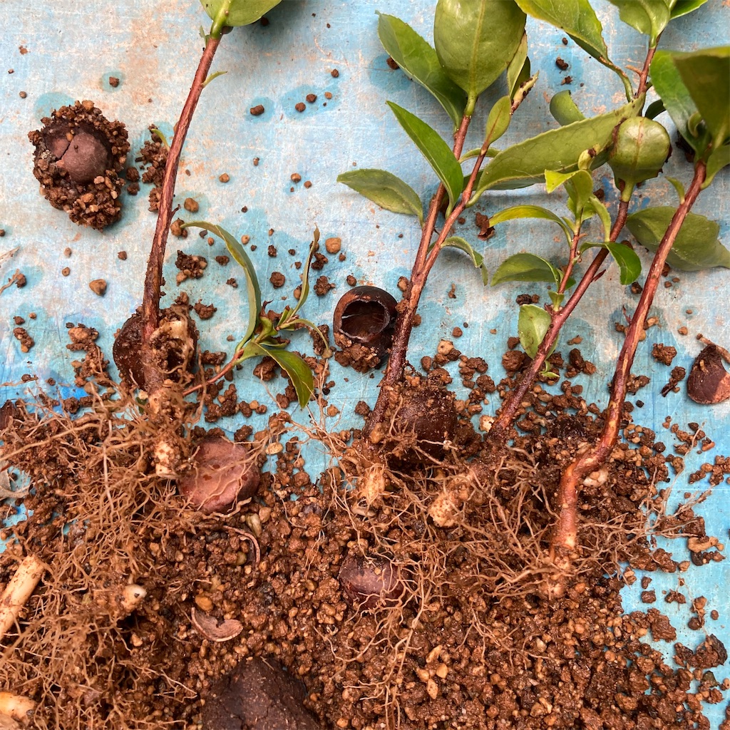 f:id:rotling:20220923103101j:image