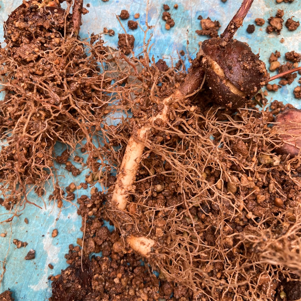 f:id:rotling:20220923103104j:image