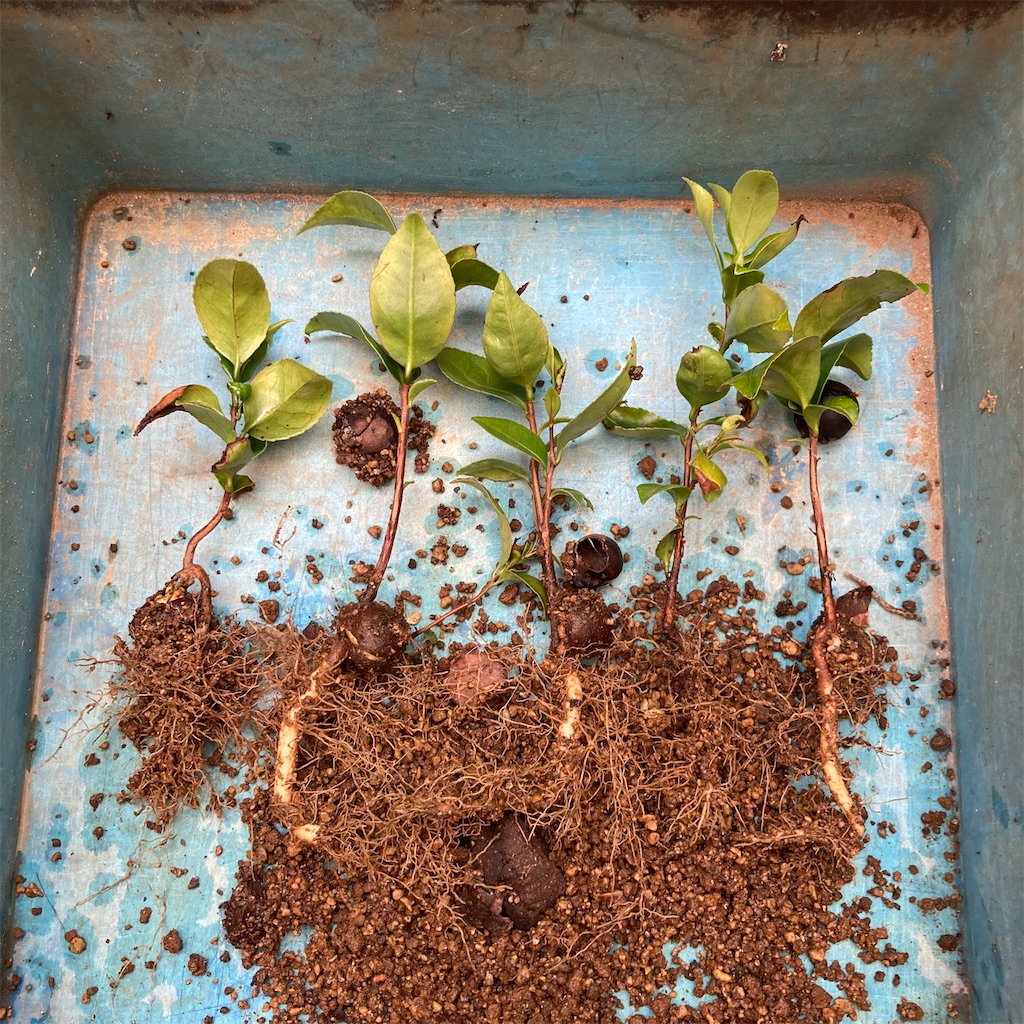 f:id:rotling:20220923103107j:image