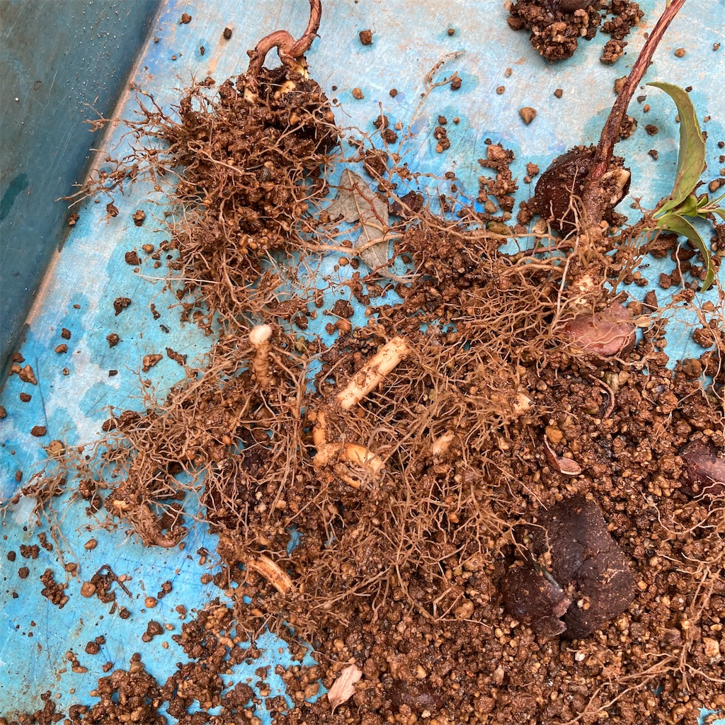 f:id:rotling:20220923103111j:image