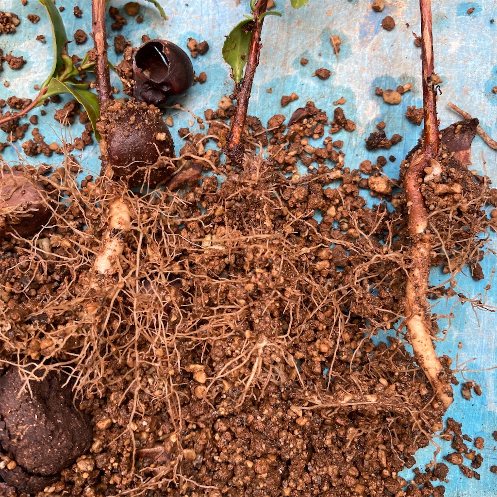 f:id:rotling:20220923103114j:image