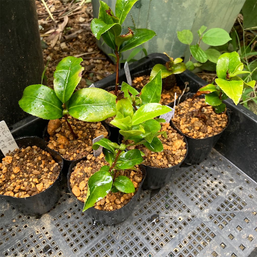 f:id:rotling:20220923103118j:image