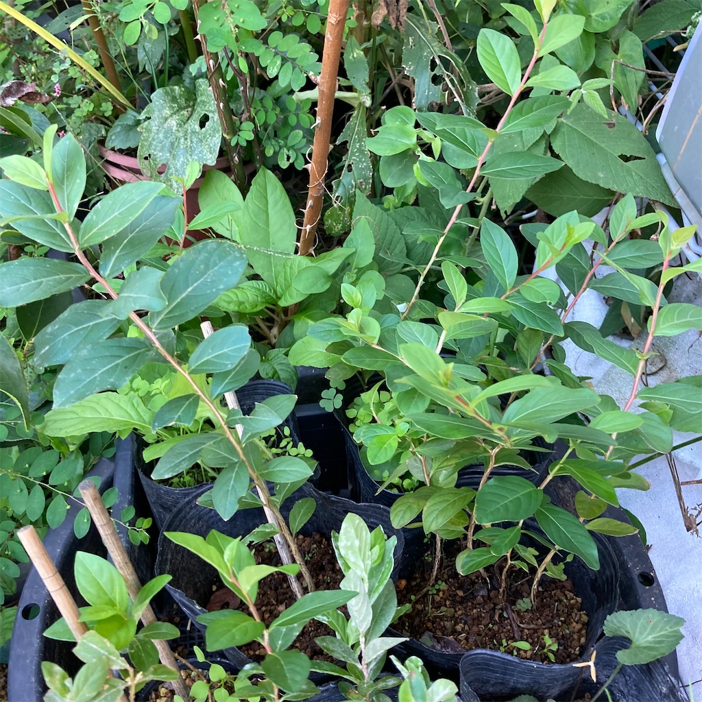 f:id:rotling:20221013145947j:image