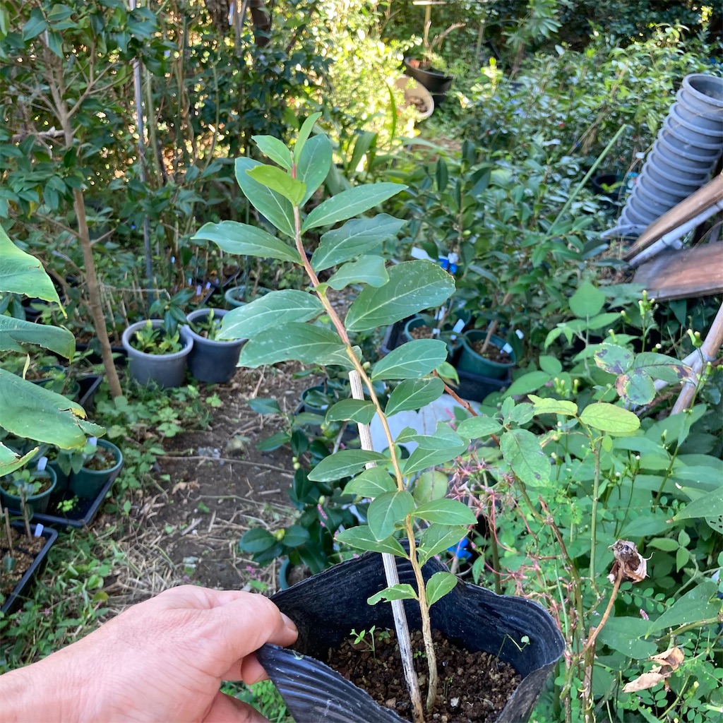 f:id:rotling:20221013145959j:image