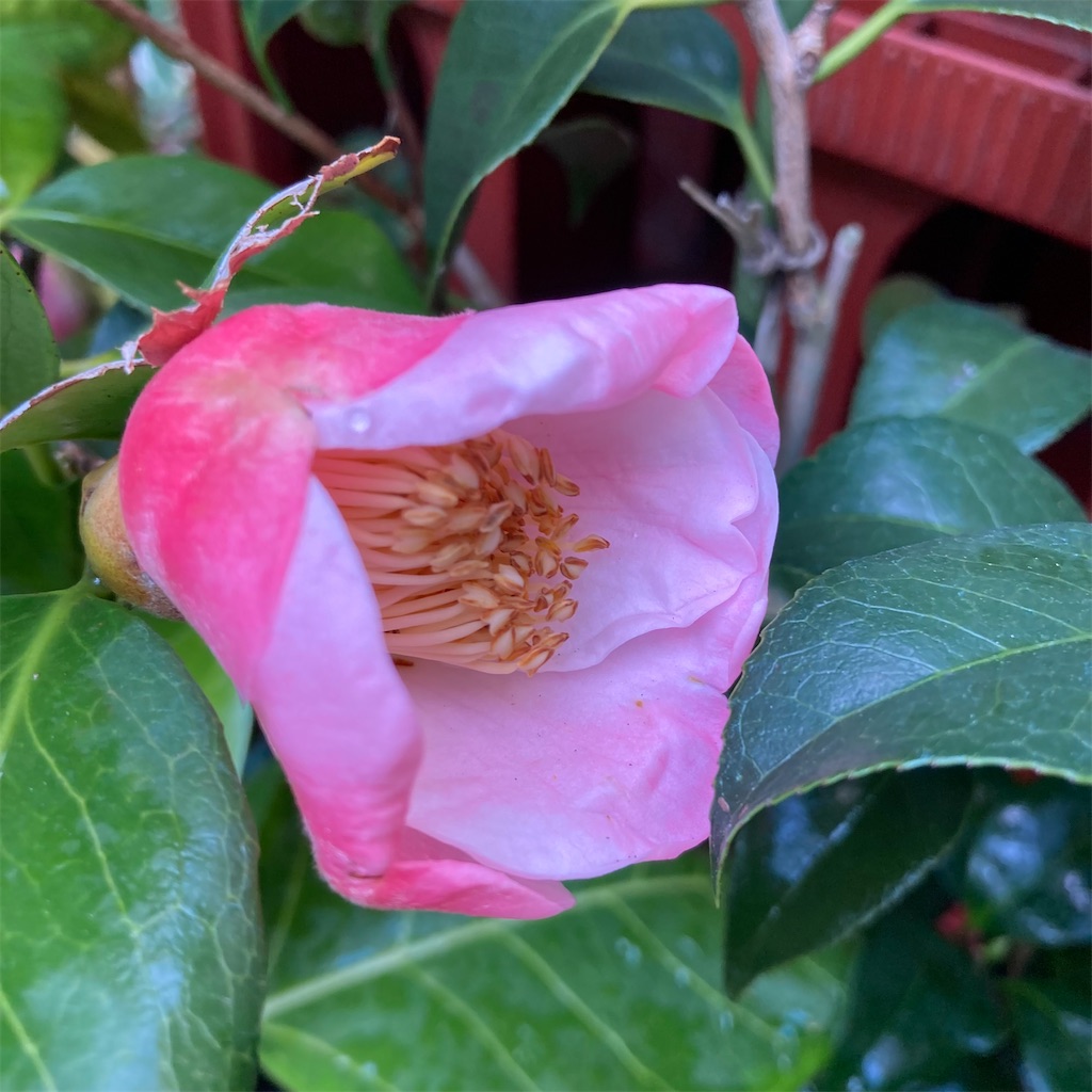 f:id:rotling:20221023093343j:image