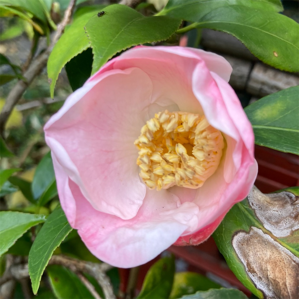 f:id:rotling:20221023093356j:image