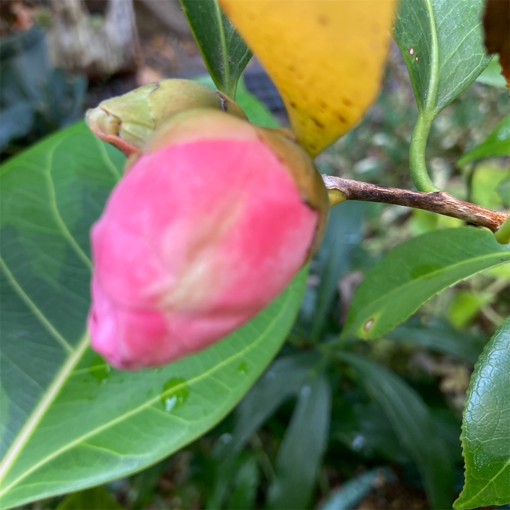 f:id:rotling:20221023093400j:image