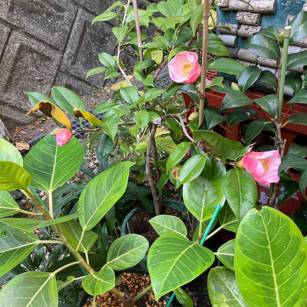 f:id:rotling:20221023093404j:image