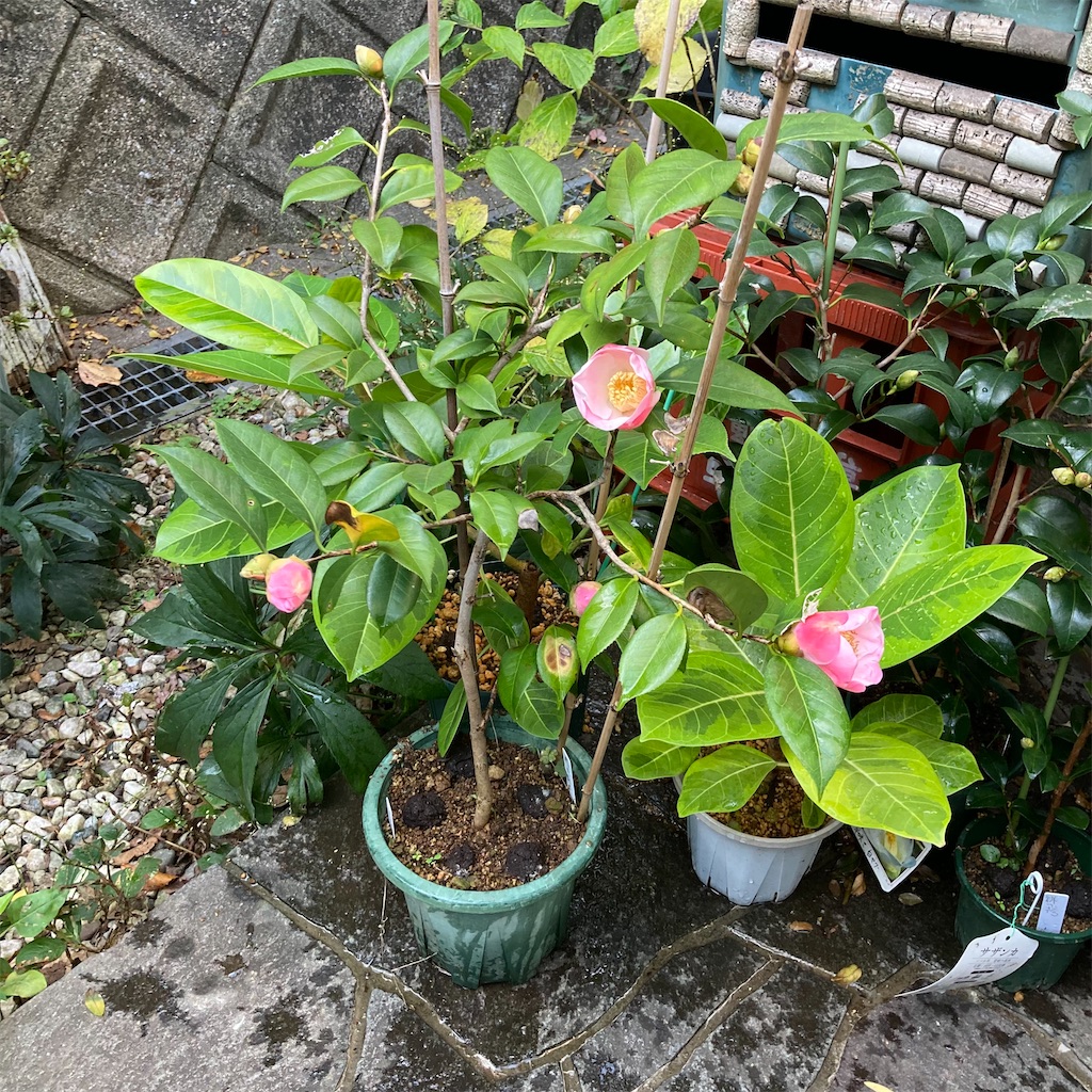 f:id:rotling:20221023093407j:image