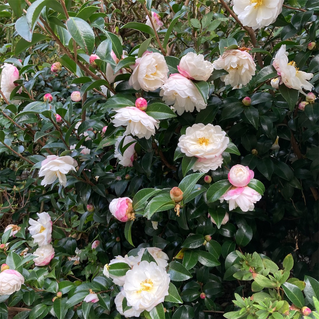 f:id:rotling:20221028090514j:image