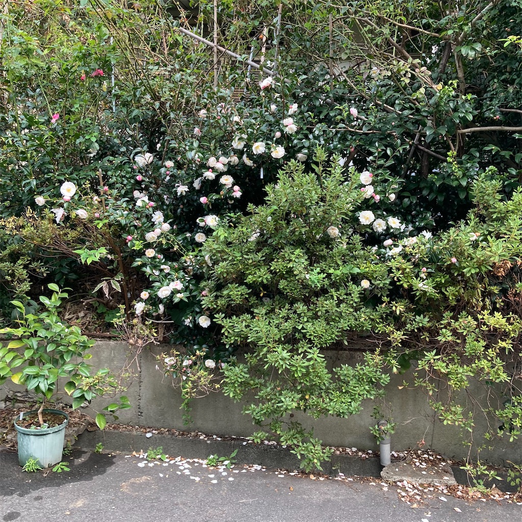 f:id:rotling:20221028090520j:image