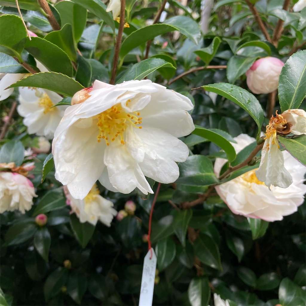 f:id:rotling:20221028090523j:image