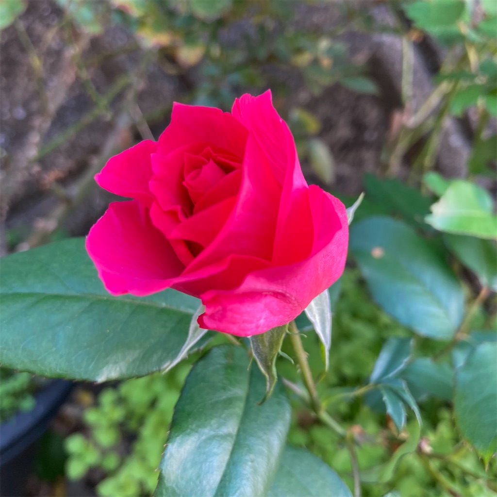 f:id:rotling:20221029105652j:image