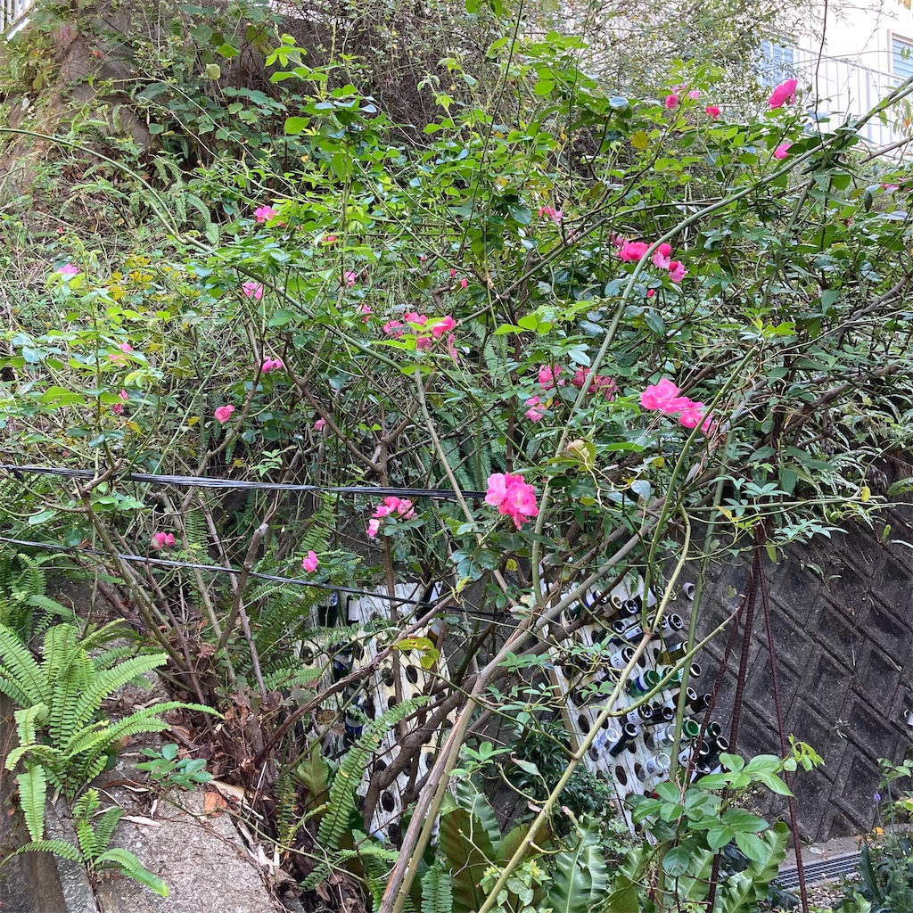 f:id:rotling:20221102154153j:image