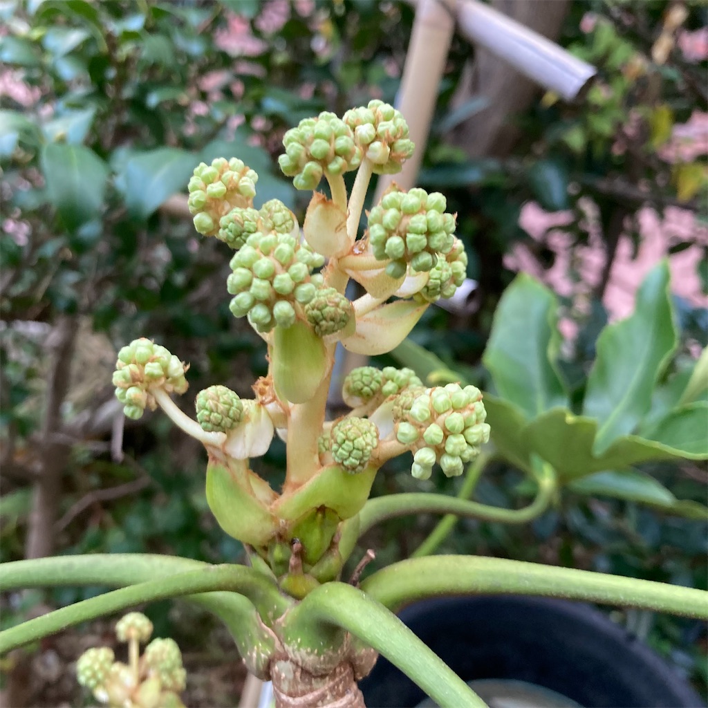 f:id:rotling:20221104081135j:image