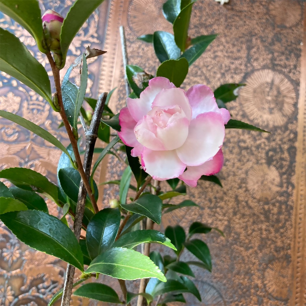 f:id:rotling:20221108220445j:image