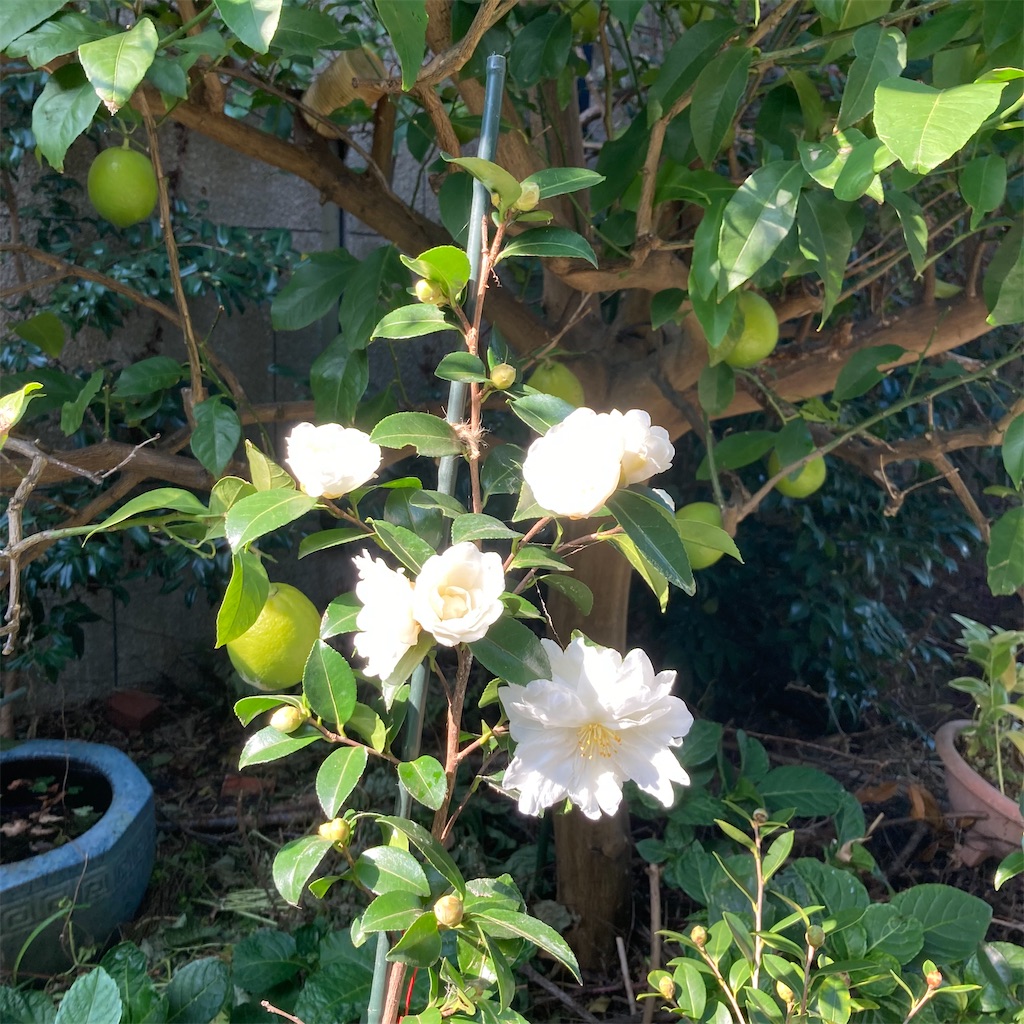 f:id:rotling:20221110115825j:image