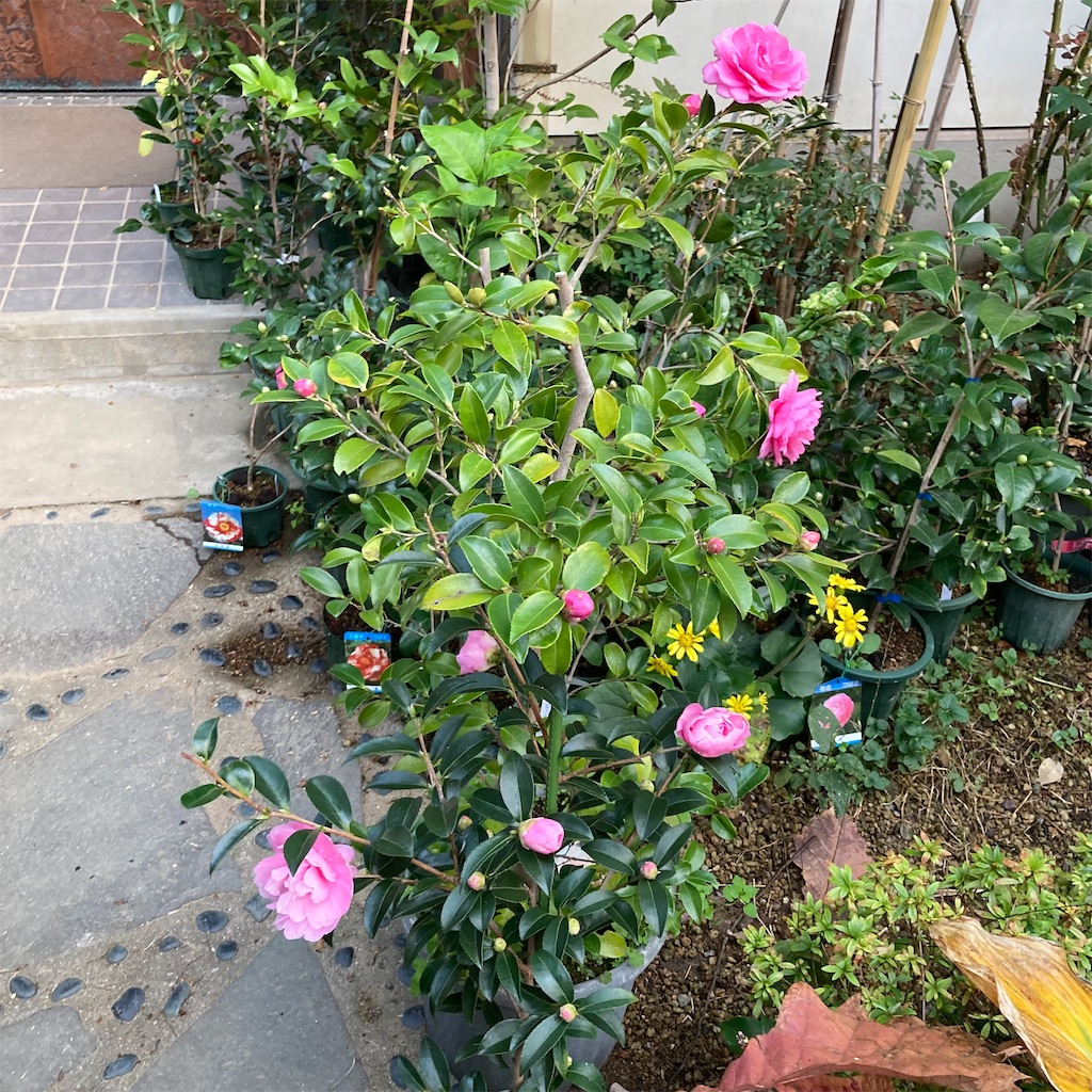 f:id:rotling:20221114075115j:image